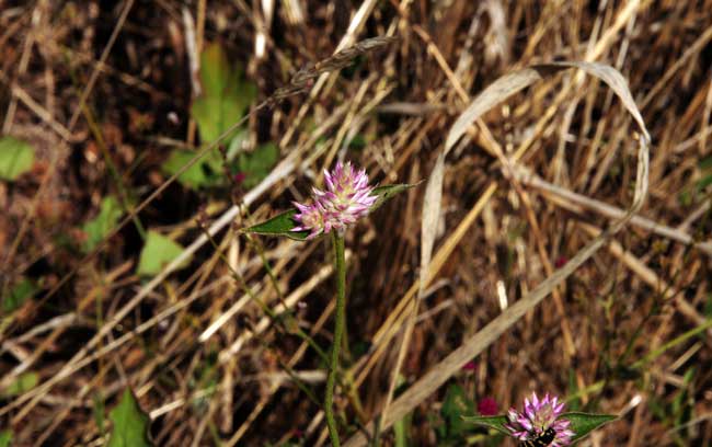 Gomphrena sonorae, Sonoran Globe Amaranth, Southwest Desert Flora